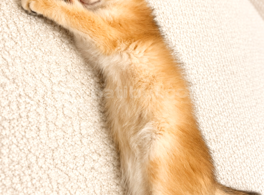 British Shorthair Golden görsel