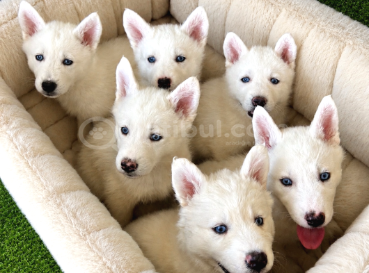 Kar Beyaz Husky Yavrularımız görsel