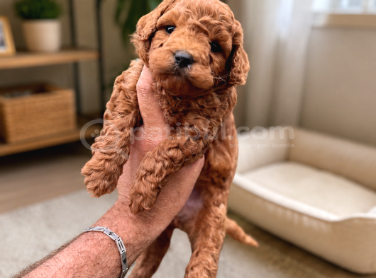 Core Toy Poodle Uygun görsel