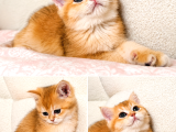 British Shorthair Golden