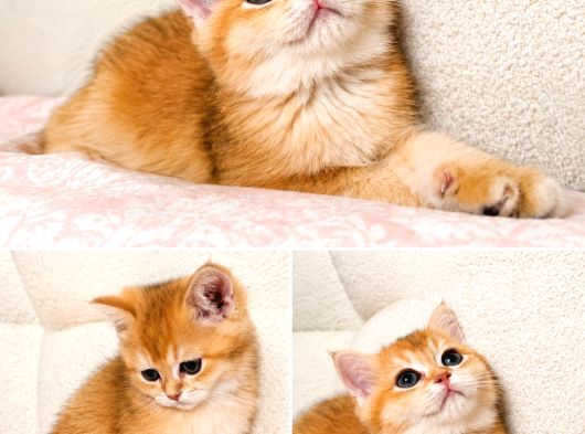 British Shorthair Golden görsel