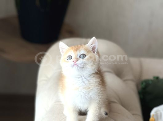Safkan Scrli̇ Bri̇ti̇sh Shorthai̇r Golden Yavrum görsel