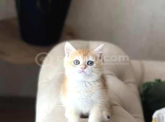SAFKAN SCRLİ BRİTİSH SHORTHAİR GOLDEN YAVRUM