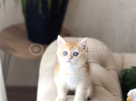 Safkan Scrli̇ Bri̇ti̇sh Shorthai̇r Golden Yavrum görsel
