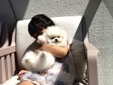 Kore Teacup Pomeranian Bebek