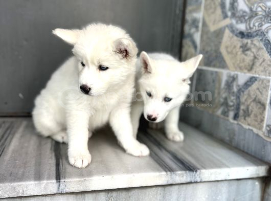 Kar Beyaz Husky Yavrularımız görsel