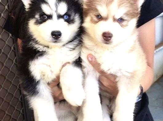 Özel üretim dişi erkek husky yavrularımız