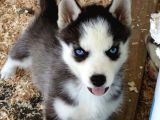 Özel üretim dişi erkek husky yavrularımız