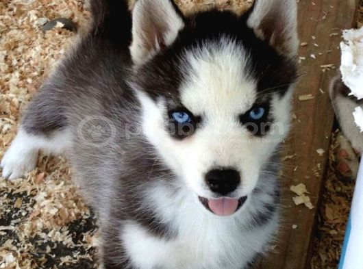 Özel üretim dişi erkek husky yavrularımız