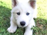 Özel Üretim Dişi Erkek Husky Yavrularımız