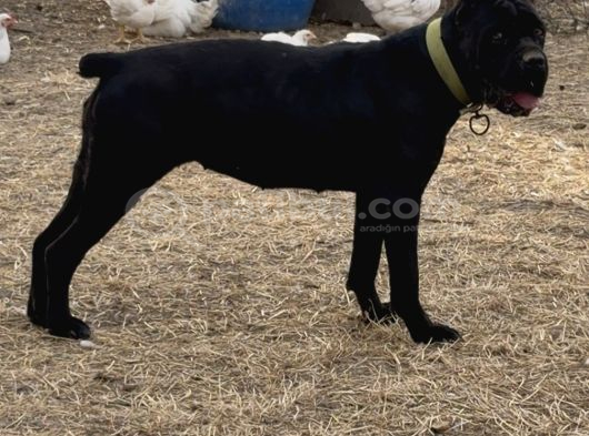 Irk Garantili Cane Corso Yavrular  Sağlıklı Ve Bakımlı görsel