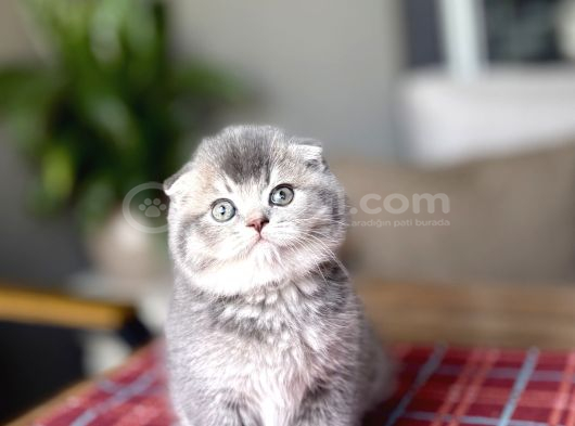 BİRBİRİNDEN GÜZEL SCOTTISH FOLD YAVRULARIM