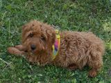 6 Aylık Maltipoo
