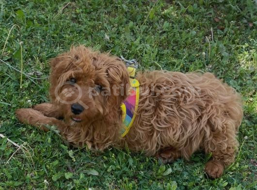 6 Aylık Maltipoo