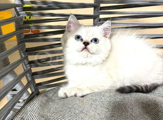 Oyuncu Tatlı Uslu Bebek Kediş görsel