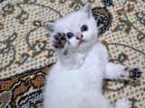 Oyuncu Tatlı Uslu Bebek Kediş