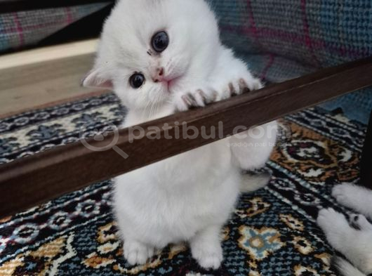 Oyuncu Tatlı Uslu Bebek Kediş