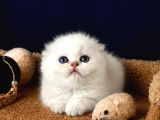 Scottish Fold Silver