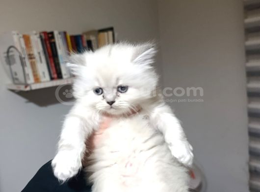 Sağlıklı Wc Eğitimli görsel