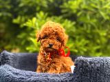 Kızıl Kahve Güzellikler Toy Poodle Bebekler