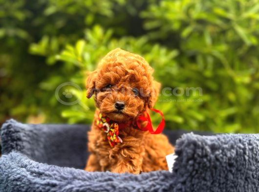 Kızıl Kahve Güzellikler Toy Poodle Bebekler görsel