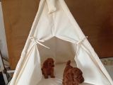 Orjinal Toy Poodle Red Brown Ailemizin Yavruları