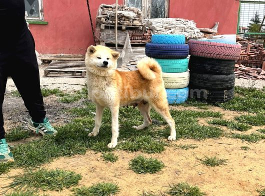 Erkek Disi Japon Akita Inu Yavrularımız görsel