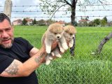 Erkek Disi Japon Akita Inu Yavrularımız