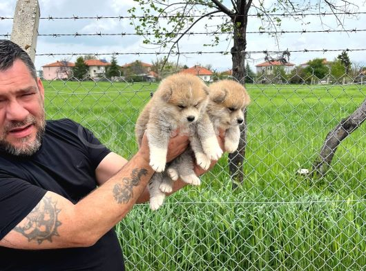 Erkek Disi Japon Akita Inu Yavrularımız görsel
