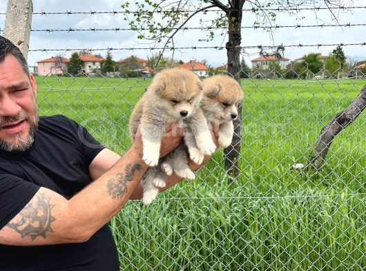 Erkek Disi Japon Akita Inu Yavrularımız görsel