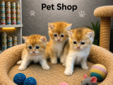Harika Güzellikte British Shorthair Golden Yavrularımız