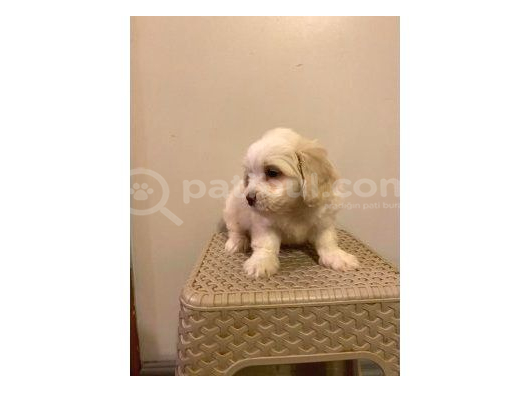 Mini Boy Maltese Yavrularımız görsel