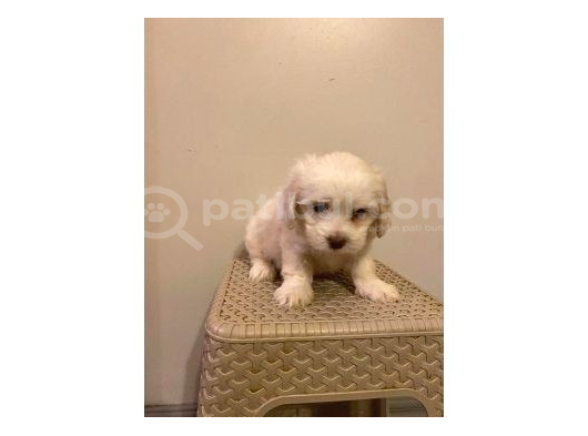 Mini Boy Maltese Yavrularımız görsel