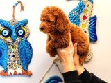 Koyu Red Brown Toy Poodle Yavruları Orjinal Karma Aşılı
