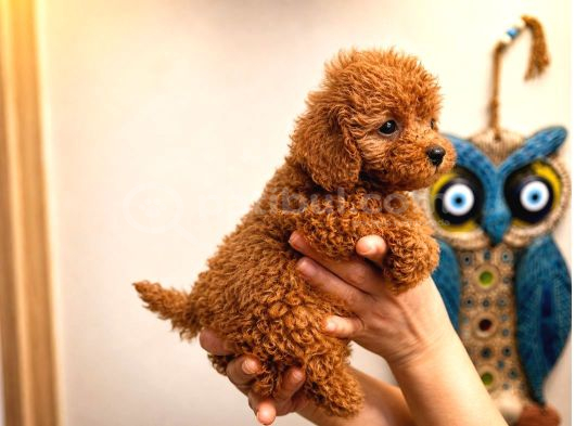 Koyu Red Brown Toy Poodle Yavruları Orjinal Karma Aşılı