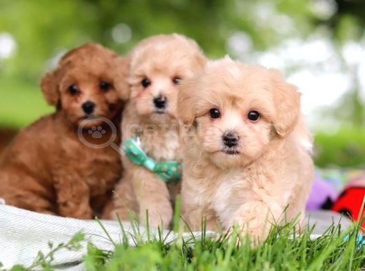 Malti̇poo Ci̇nsi̇ Yavrular Ev Üreti̇mi̇ görsel