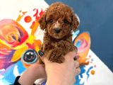 MALTİPOO CİNSİ YAVRULAR EV ÜRETİMİ