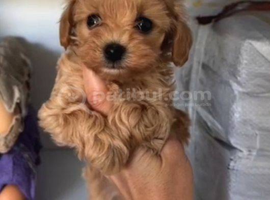 Malti̇poo Ci̇nsi̇ Yavrular Ev Üreti̇mi̇