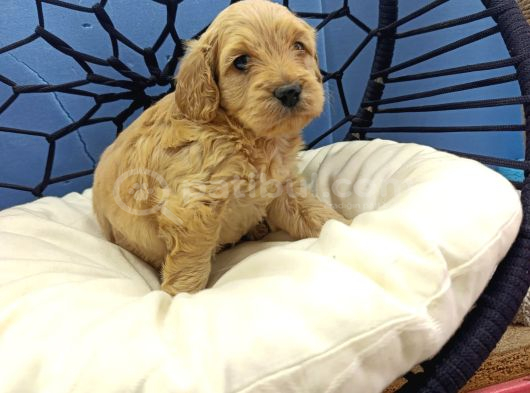 Malti̇poo Ci̇nsi̇ Yavrular Ev Üreti̇mi̇ görsel