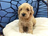 Malti̇poo Ci̇nsi̇ Yavrular Ev Üreti̇mi̇