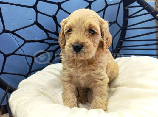 Malti̇poo Ci̇nsi̇ Yavrular Ev Üreti̇mi̇ görsel