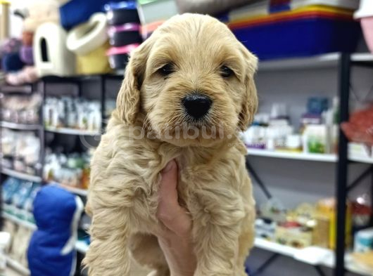 Malti̇poo Ci̇nsi̇ Yavrular Ev Üreti̇mi̇ görsel