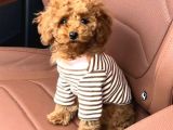 Toy Poodle Sevi̇mli̇ Yavrular Ev Üreti̇mi̇