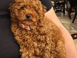 Toy Poodle Sevi̇mli̇ Yavrular Ev Üreti̇mi̇