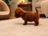 Koyu Red Brown Toy Poodle Yavruları Orjinal Karma Aşılı