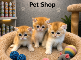 Harika Güzellikte British Shorthair Golden Yavrularımız