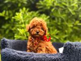 Kızıl Kahve Güzellikler Toy Poodle Bebekler