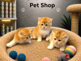 Harika Güzellikte British Shorthair Golden Yavrularımız