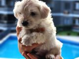 0 numara kore maltese bebekler