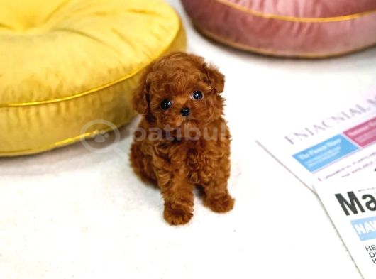 Vecihiden Safkan minicik kore poodle bebekleri